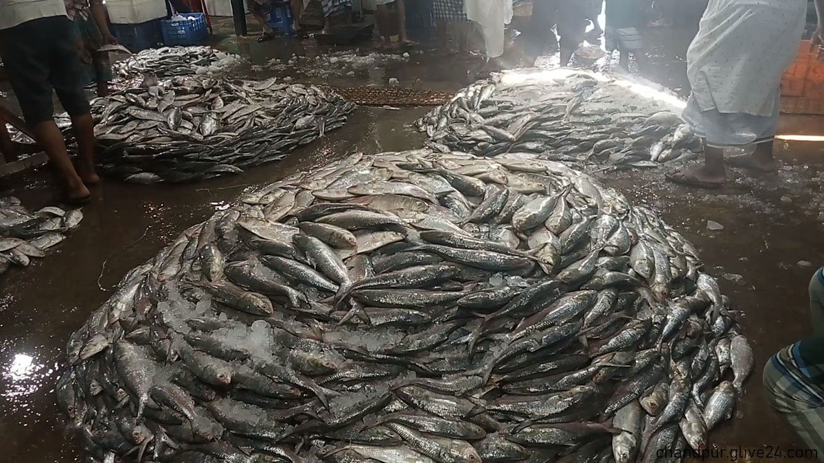 বেড়েছে ইলিশের সরবরাহ চাঁদপুরে